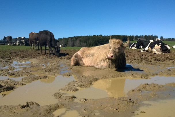 Hohensteiner Hofkäserei naldoland.de